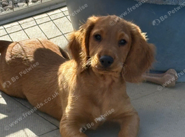 Cocker spaniel pup Fully vaccinated