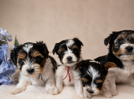 Purebred Biewer Terrier Puppies
