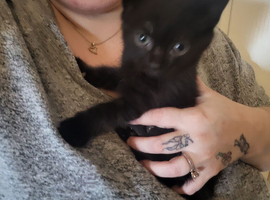 Playfully loving kitten ready