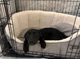 Beautiful girl looking for her forever home