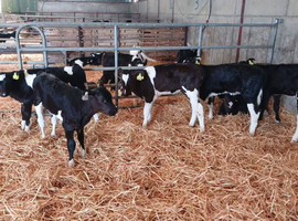 Calves wanted