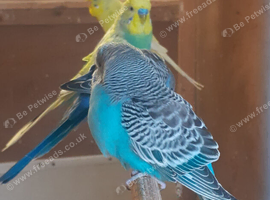 Baby Budgies Variou Colours ready now