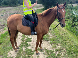For full loan/share 16.3hh TB gelding
