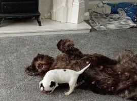 Show type cocker spaniel