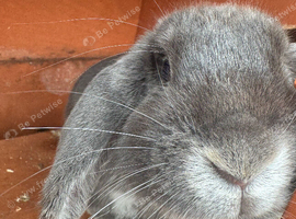 Female rabbit, hutch and separate run