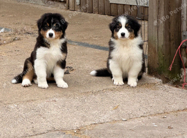 Quality Australian Shepherd Puppies