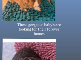 gorgeous bunnies for sale