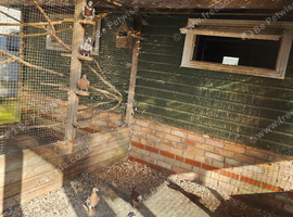 Mueleman pigeons