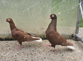 I have quality peair pigeon in Stockton-on-Tees