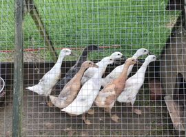 Young Indian runners