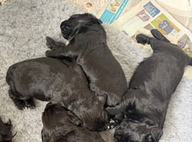 Working cocker spaniel puppies
