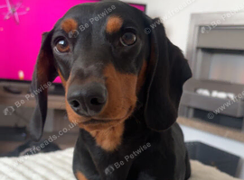 Male dachshund