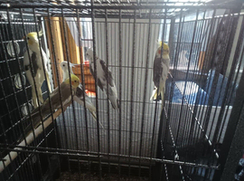 I have 5 cocktails female and male all under 12 mth