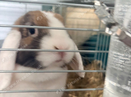 girl flop ear dwarf bunny and cage 1 yr old female