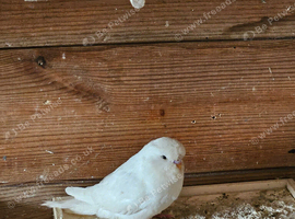 Pet Budgies + Handtame