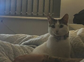 13 month old female cat