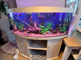 5ft jewels rio bow front fish tank with fish and accessories