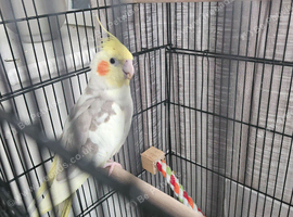 Cockatiel trained