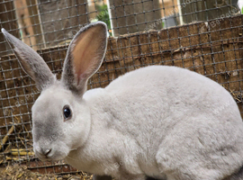 2 mini rex boys