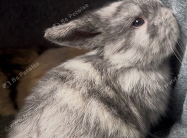 Beautiful mini lops