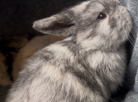 Baby mini lops