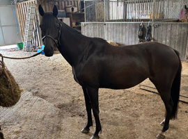 13.2 Riding Pony Mare