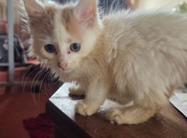 Lily ginger and white female