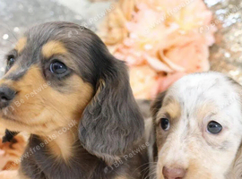 Exceptional Longhaired Miniature Dachshund Puppies