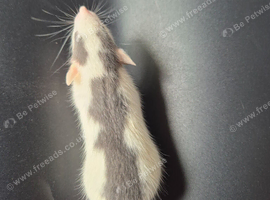 Baby Dumbo Rats