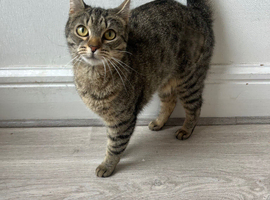 Spayed Cat