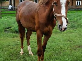 2yr well bred Irish Sports Horse Gelding