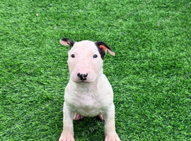 Stunning English bull terrier puppies for sale