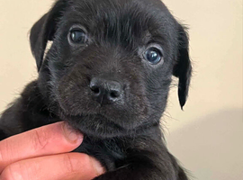 Schnauzer x Staffy pups