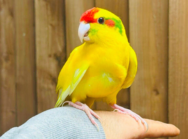 Kakarikis