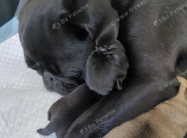 Pure bred pug puppies for sale