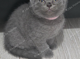 Cute British shorthair kittens