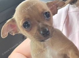 Chihuahua male pup for sale