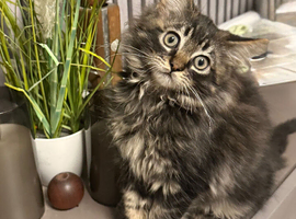 Maine coon kitten