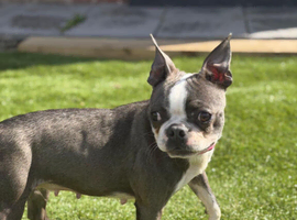 Boston Terrier Girl offers considered for right home