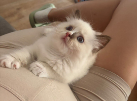 Beautiful Ragdoll type girl HCM and PKD clear