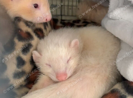 hob and jill babies