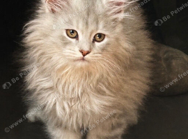 Maine coon kittens