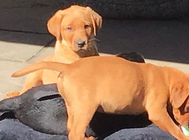 KC Registered Labrador Puppies