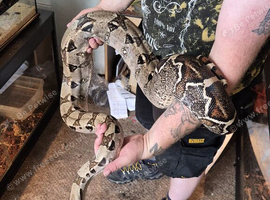 Boa constrictor