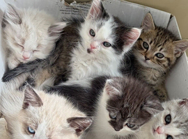 Stunning kittens looking for their forever homes
