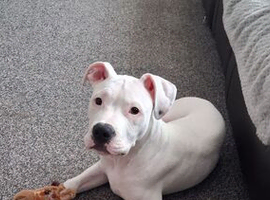 Boxer x staffy albino