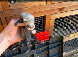 Ferret kits for sale