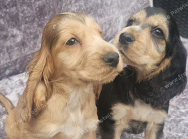 Show type cocker spaniel puppies