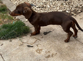 Dachshund