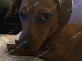 Minature Dachshund cross Staffie